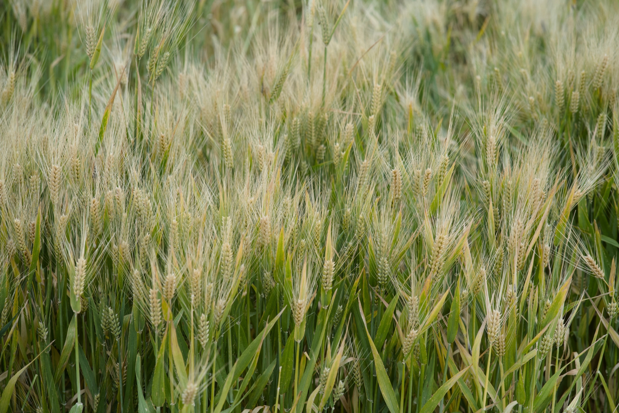 Underwood Family Farms
