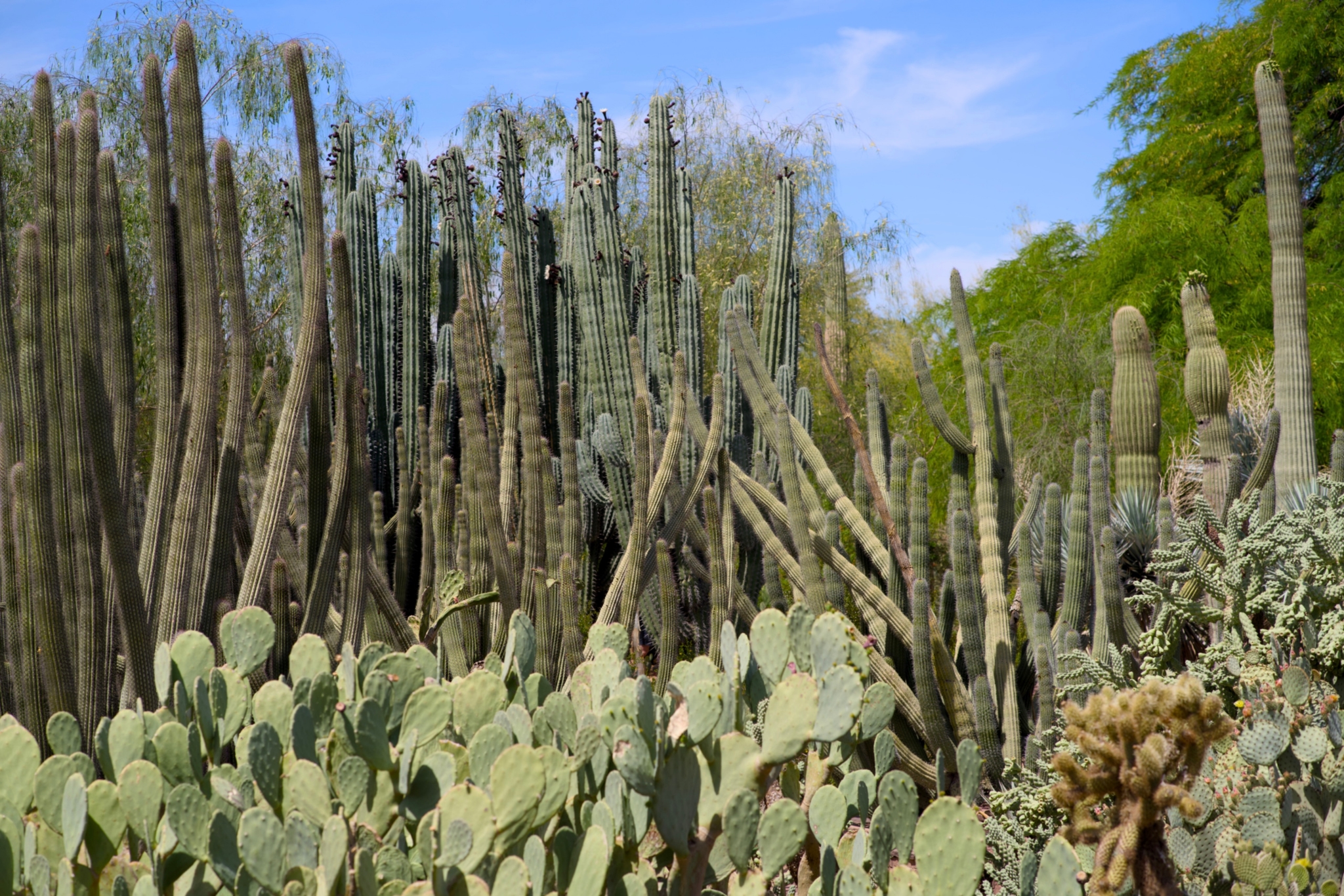 Desert Botanical Garden
