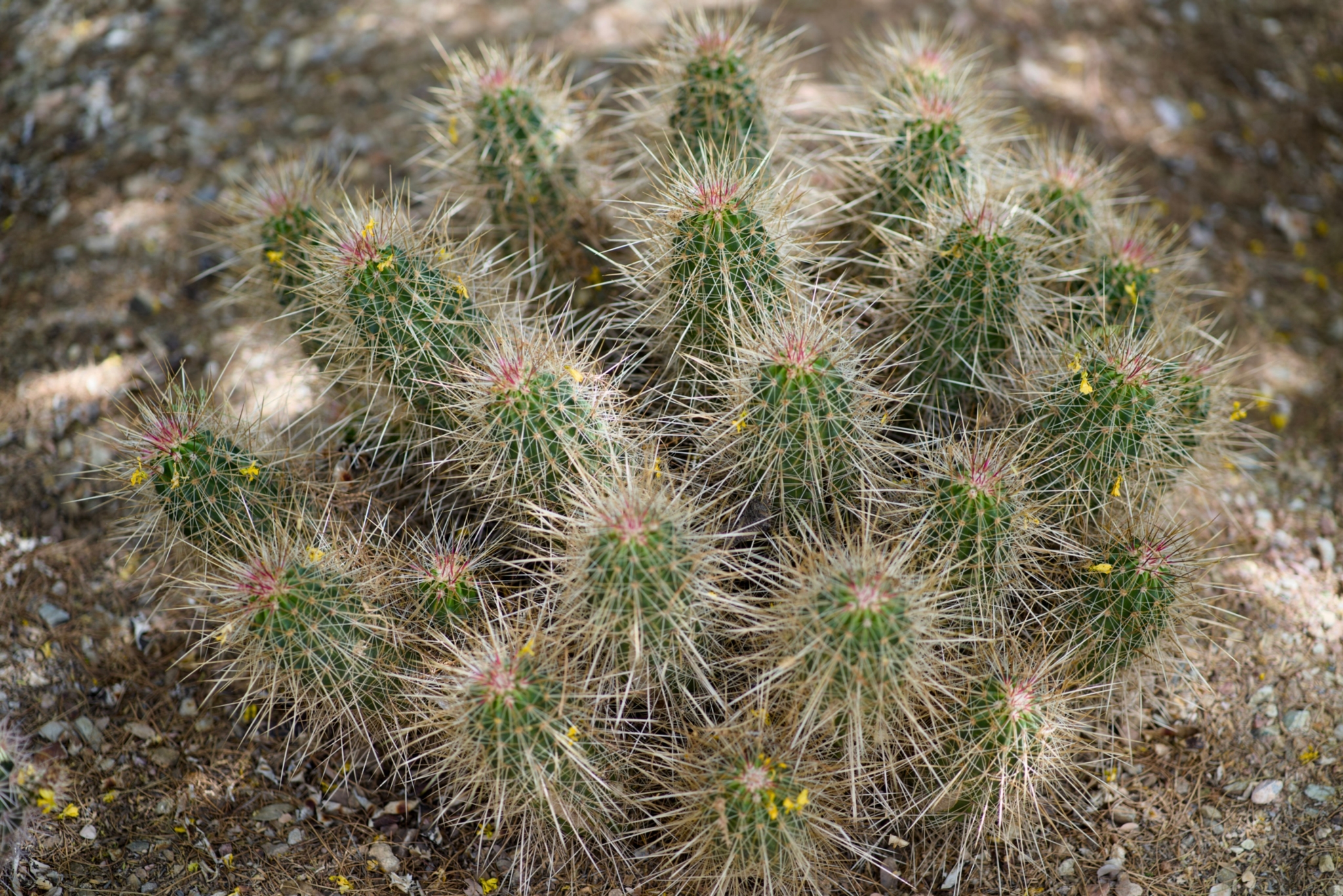 Desert Botanical Garden