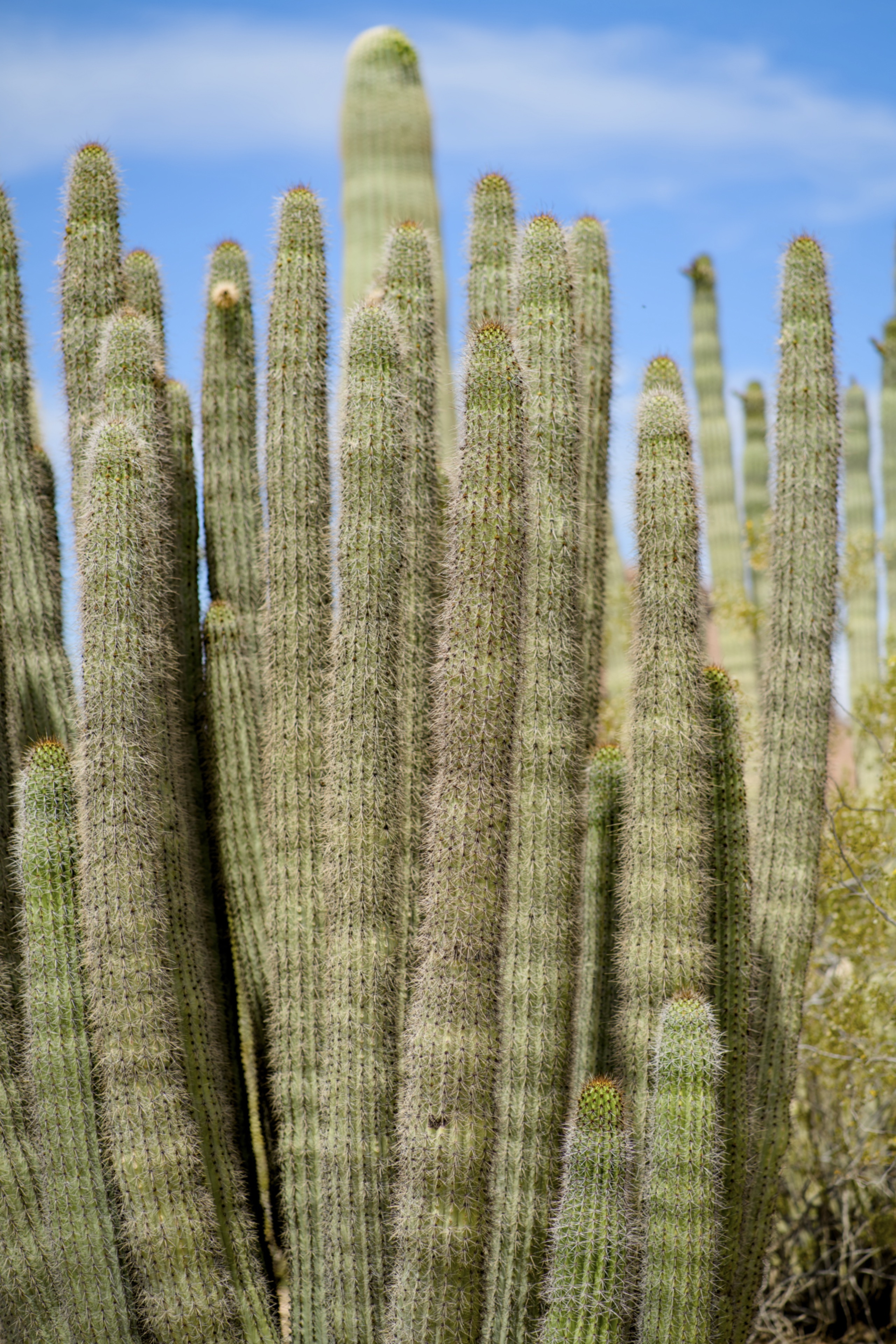 Desert Botanical Garden