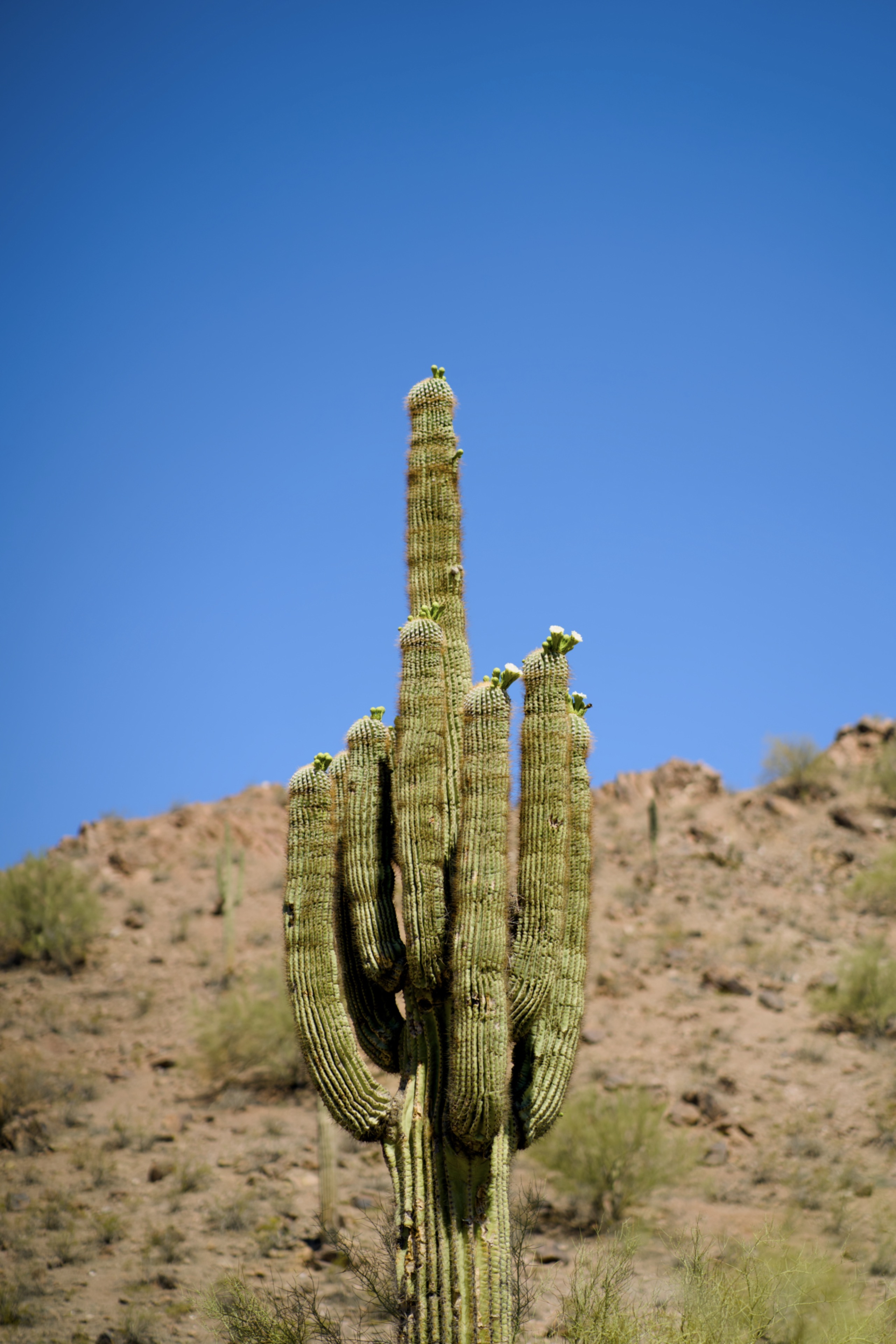Saguaro