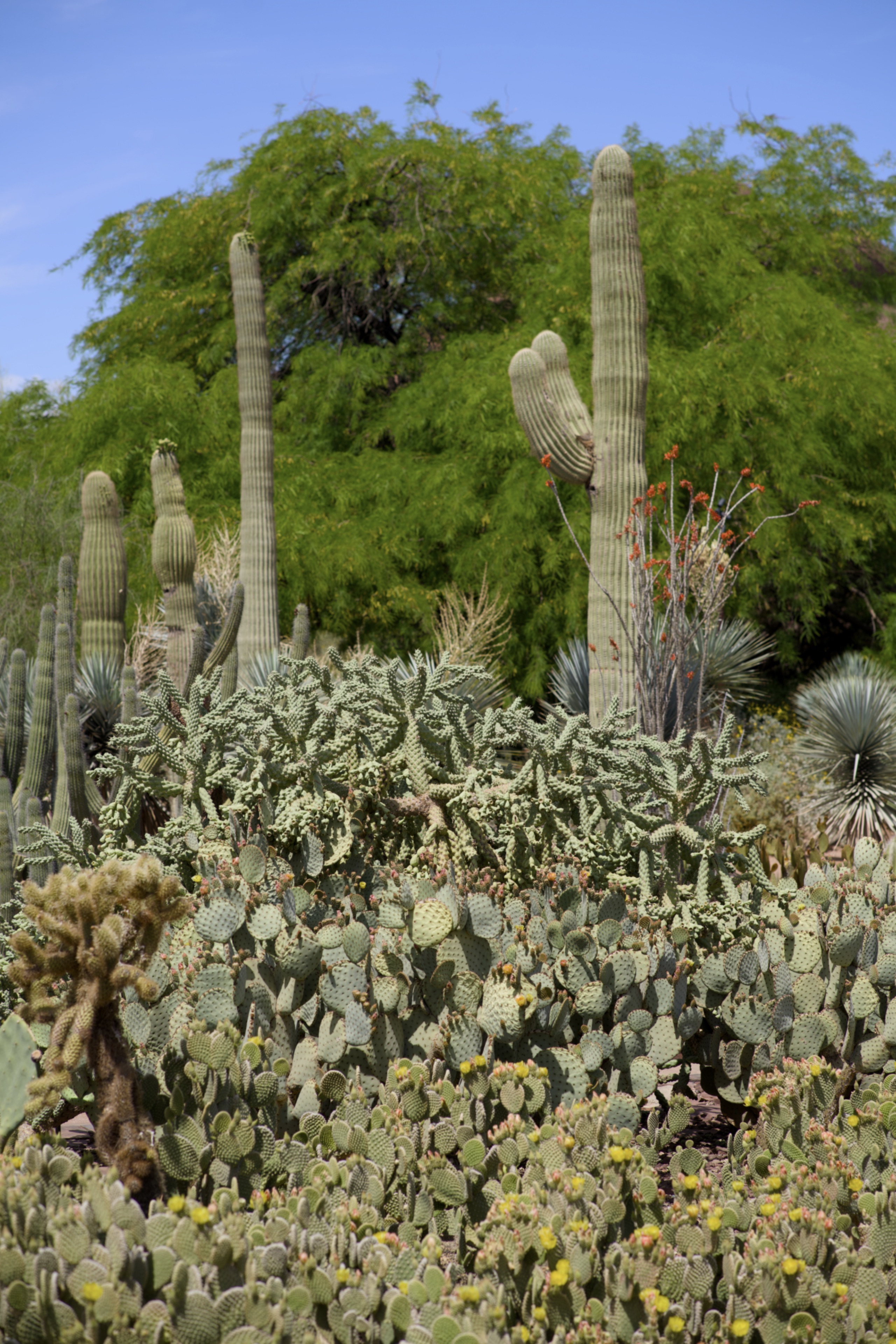 Desert Botanical Garden