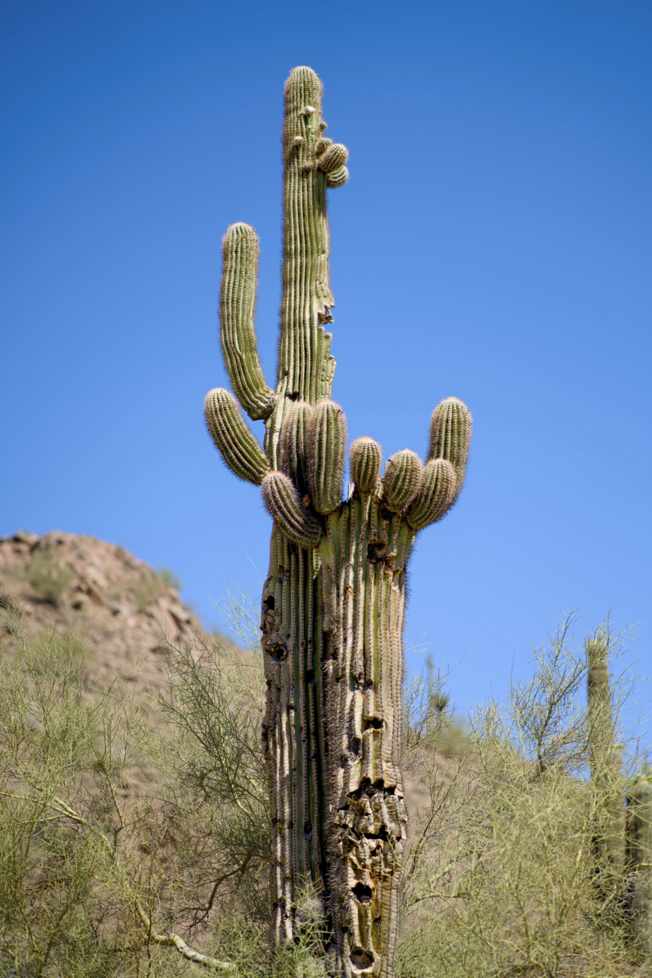 Saguaro