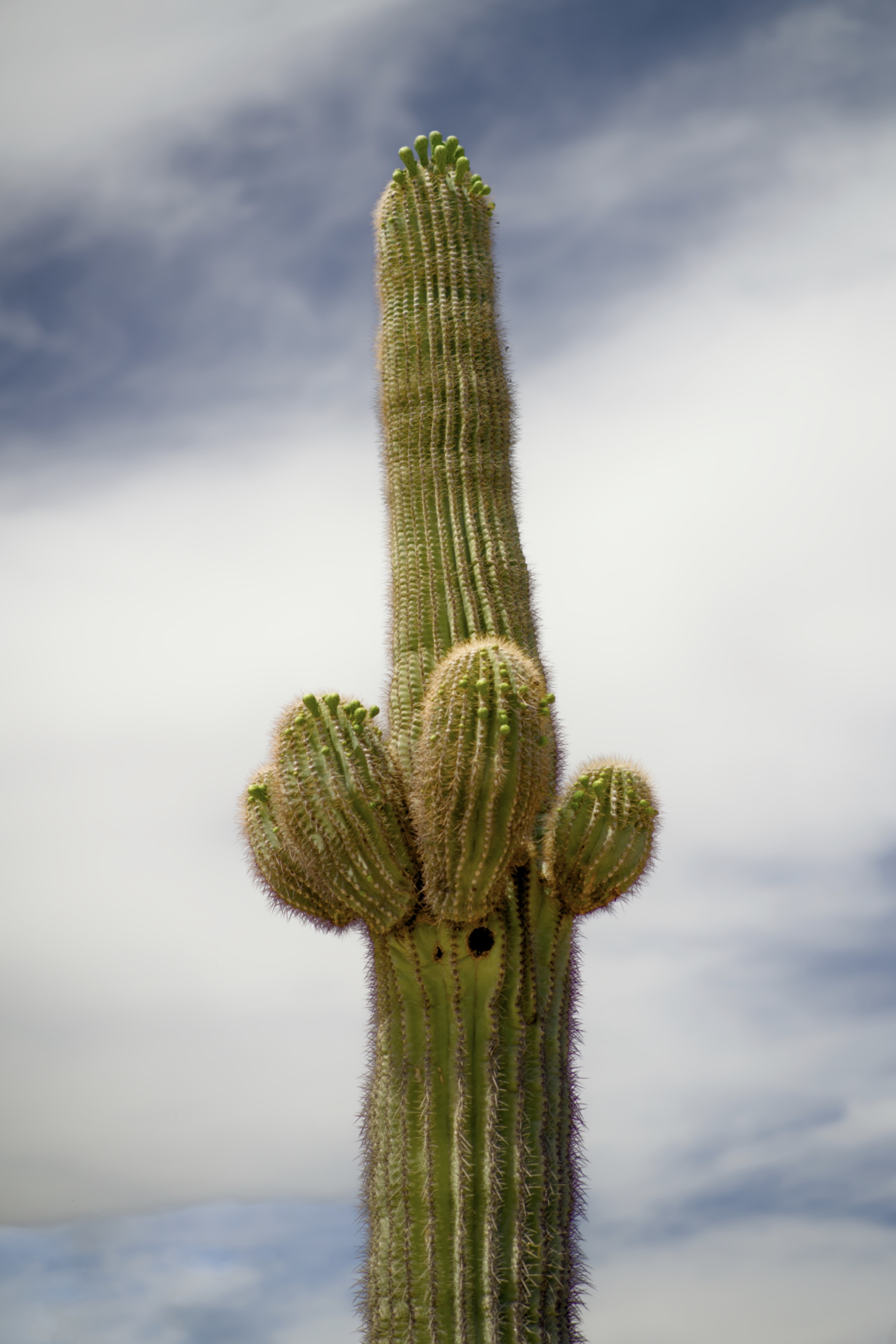 Desert Botanical Garden