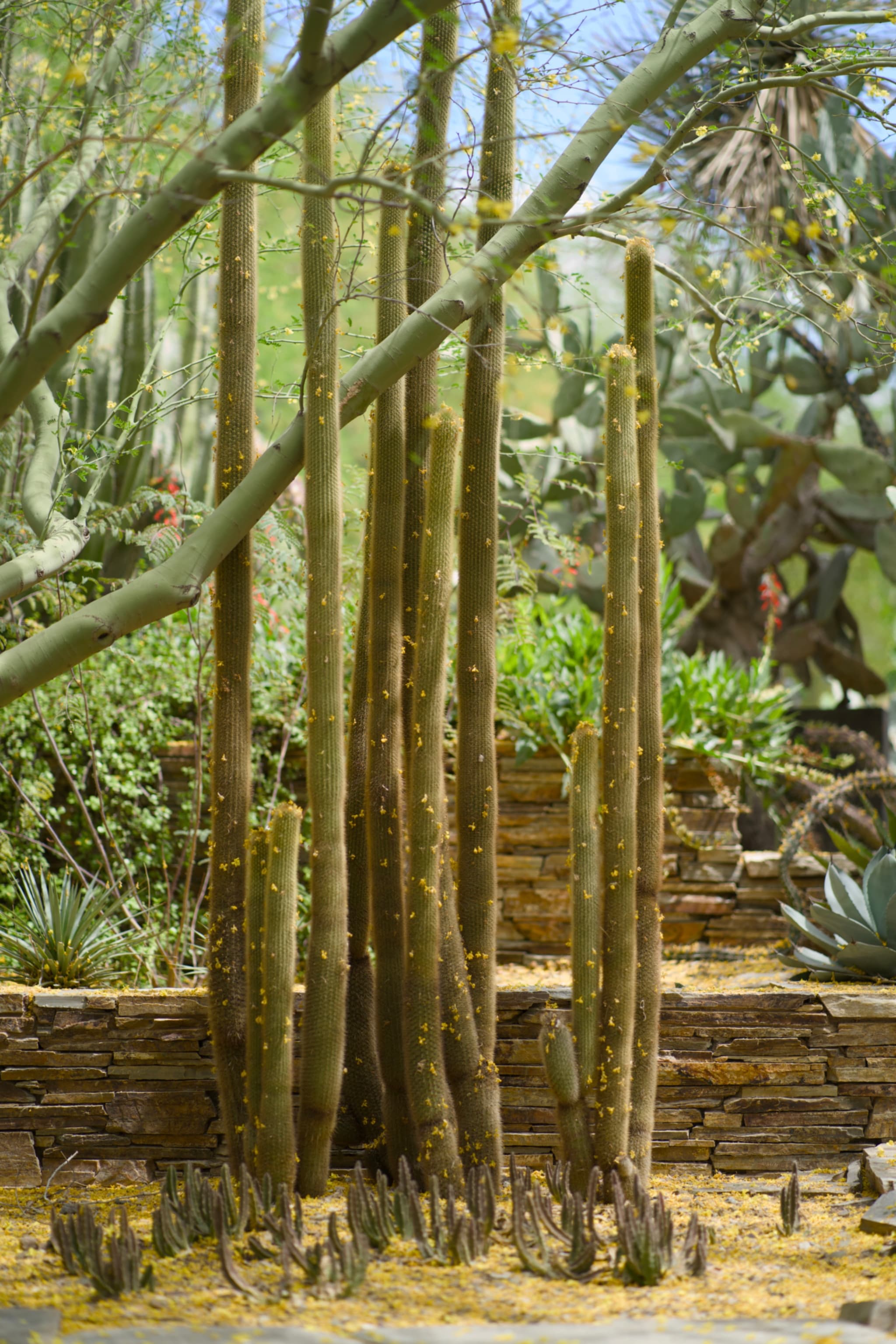 Desert Botanical Garden