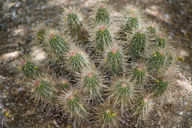 Desert Botanical Garden
