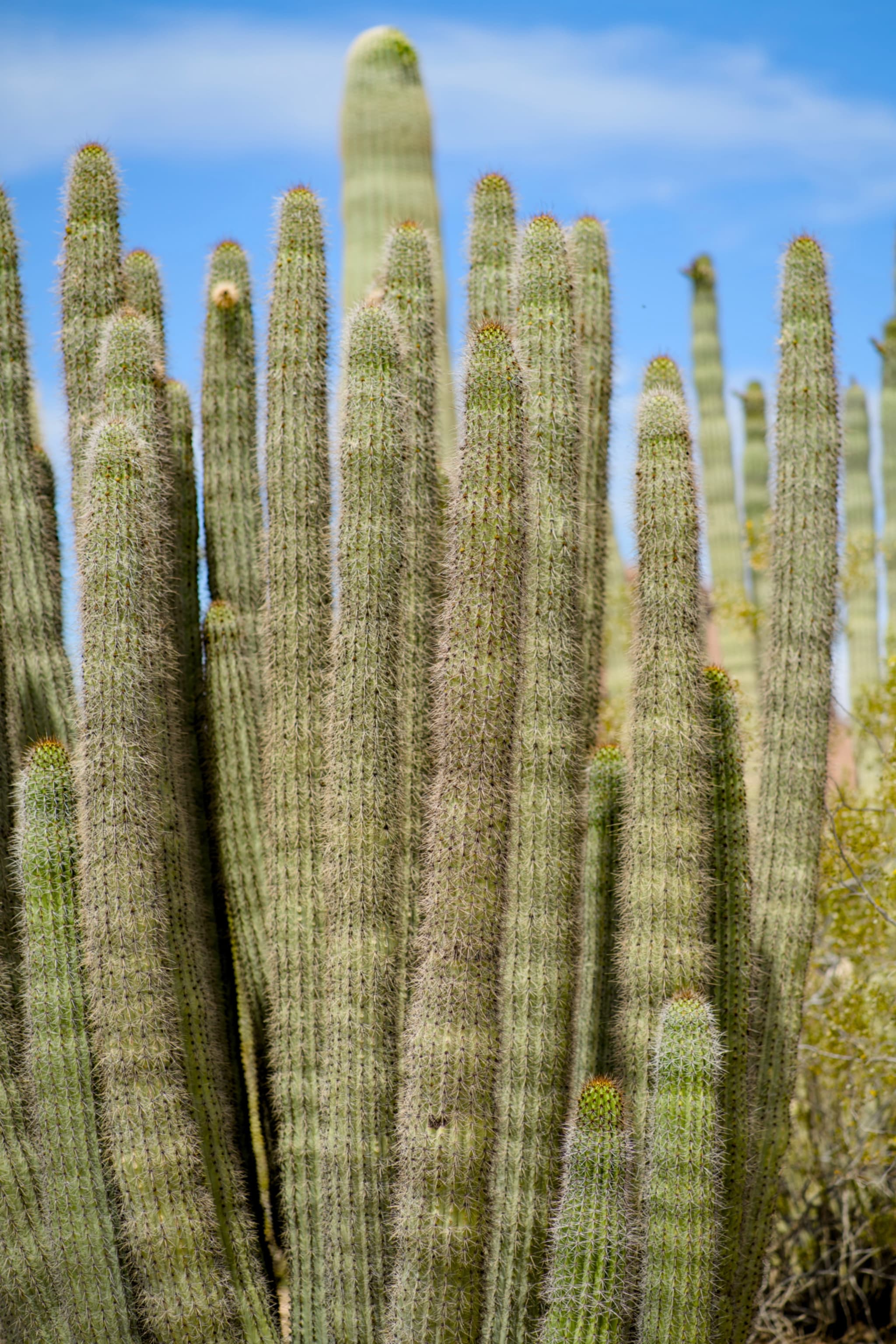 Desert Botanical Garden