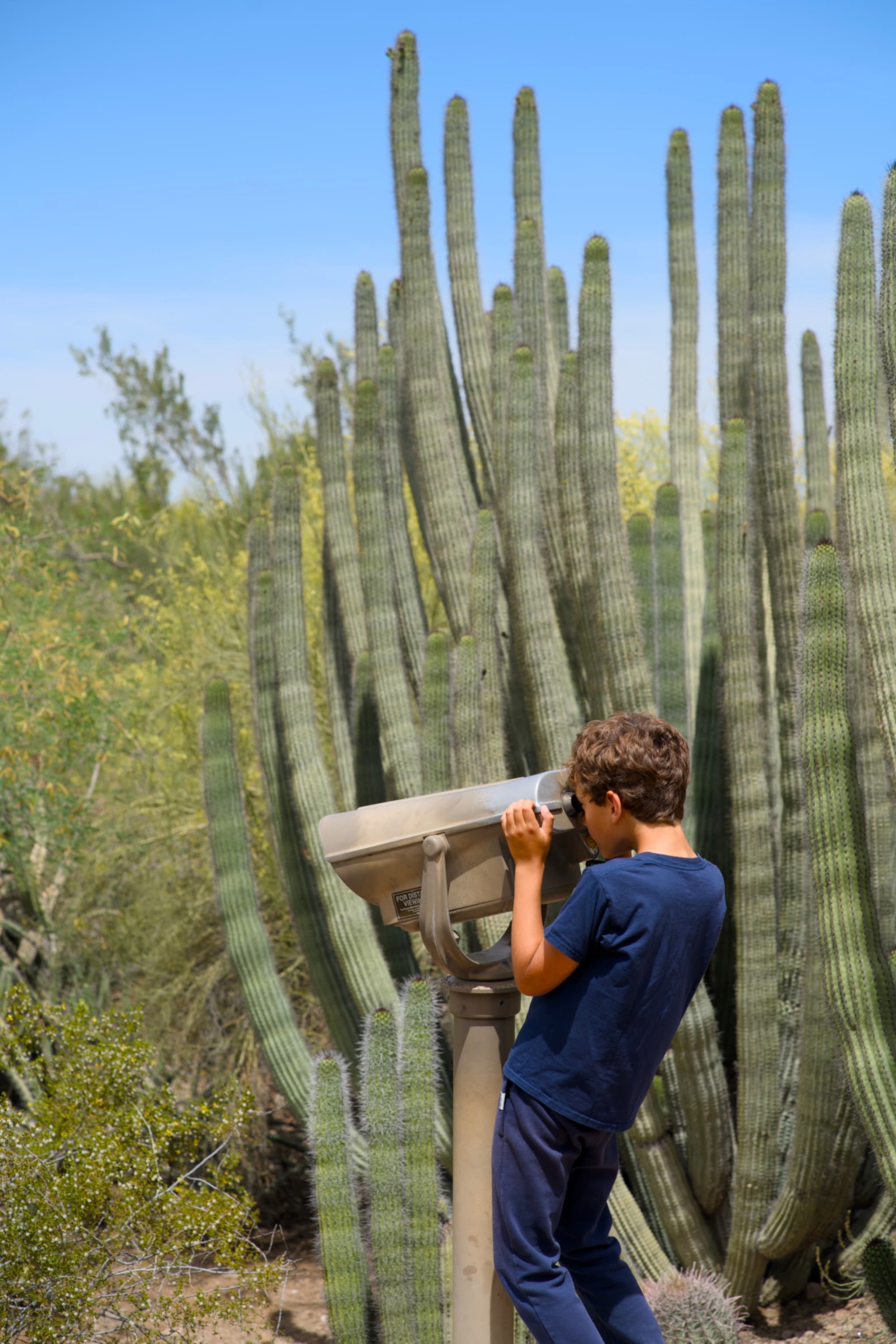 Desert Botanical Garden
