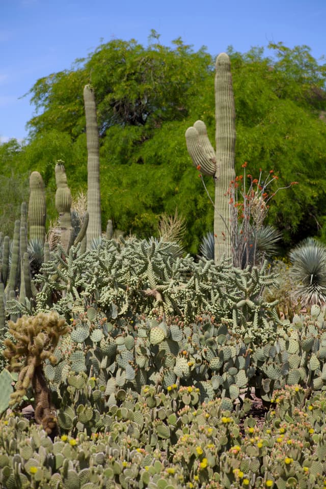 Desert Botanical Garden