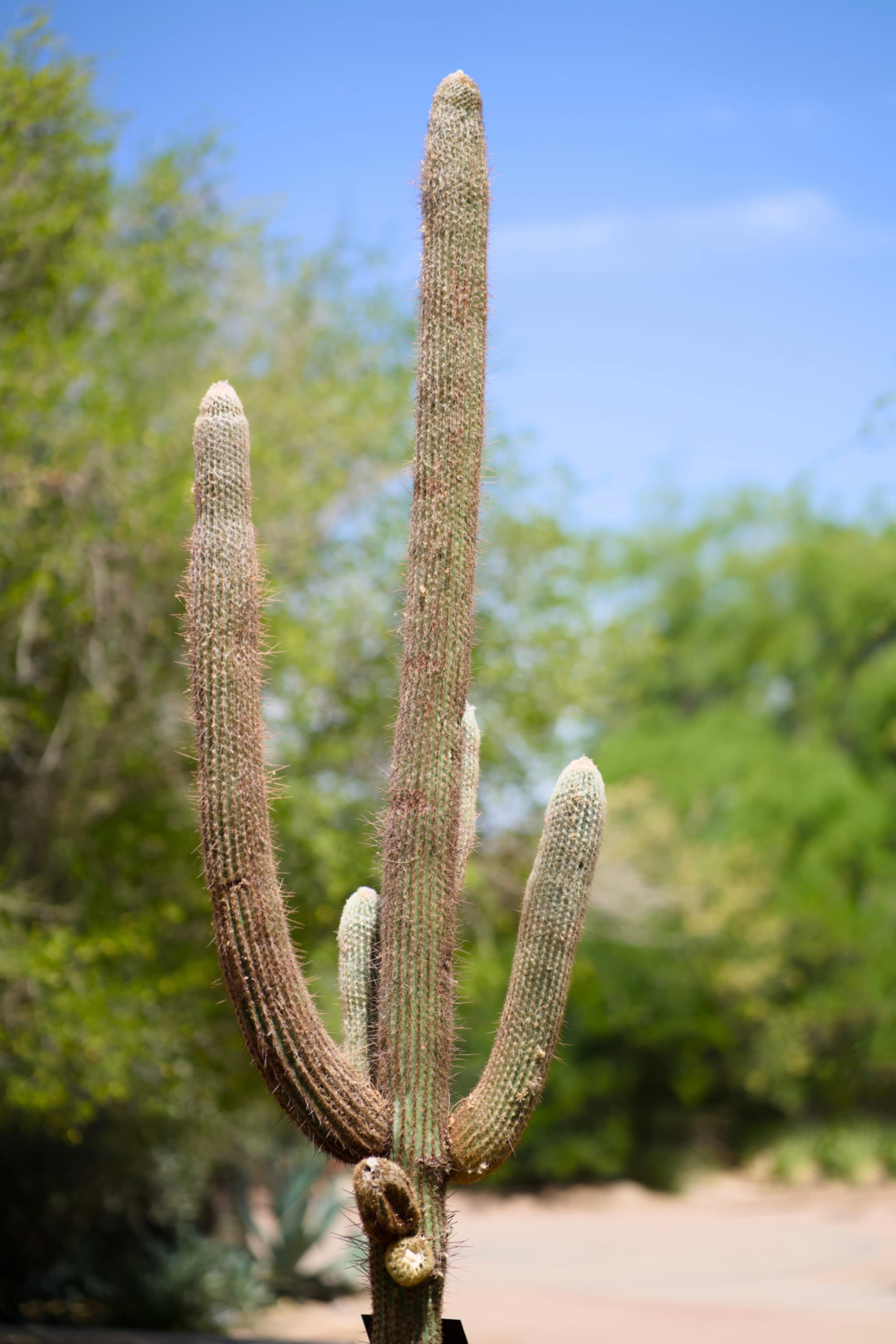 Desert Botanical Garden