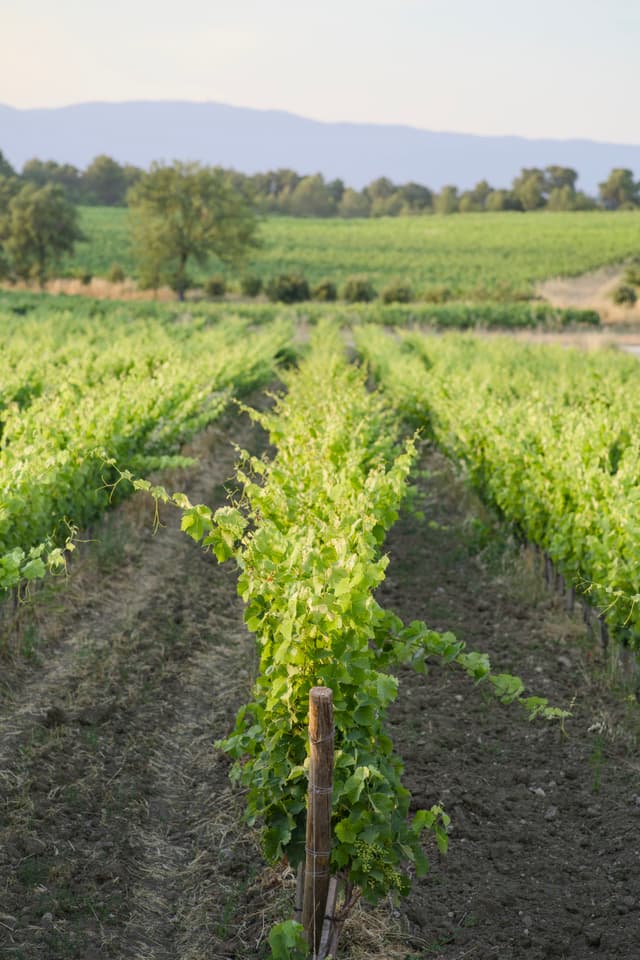 Château La Coste