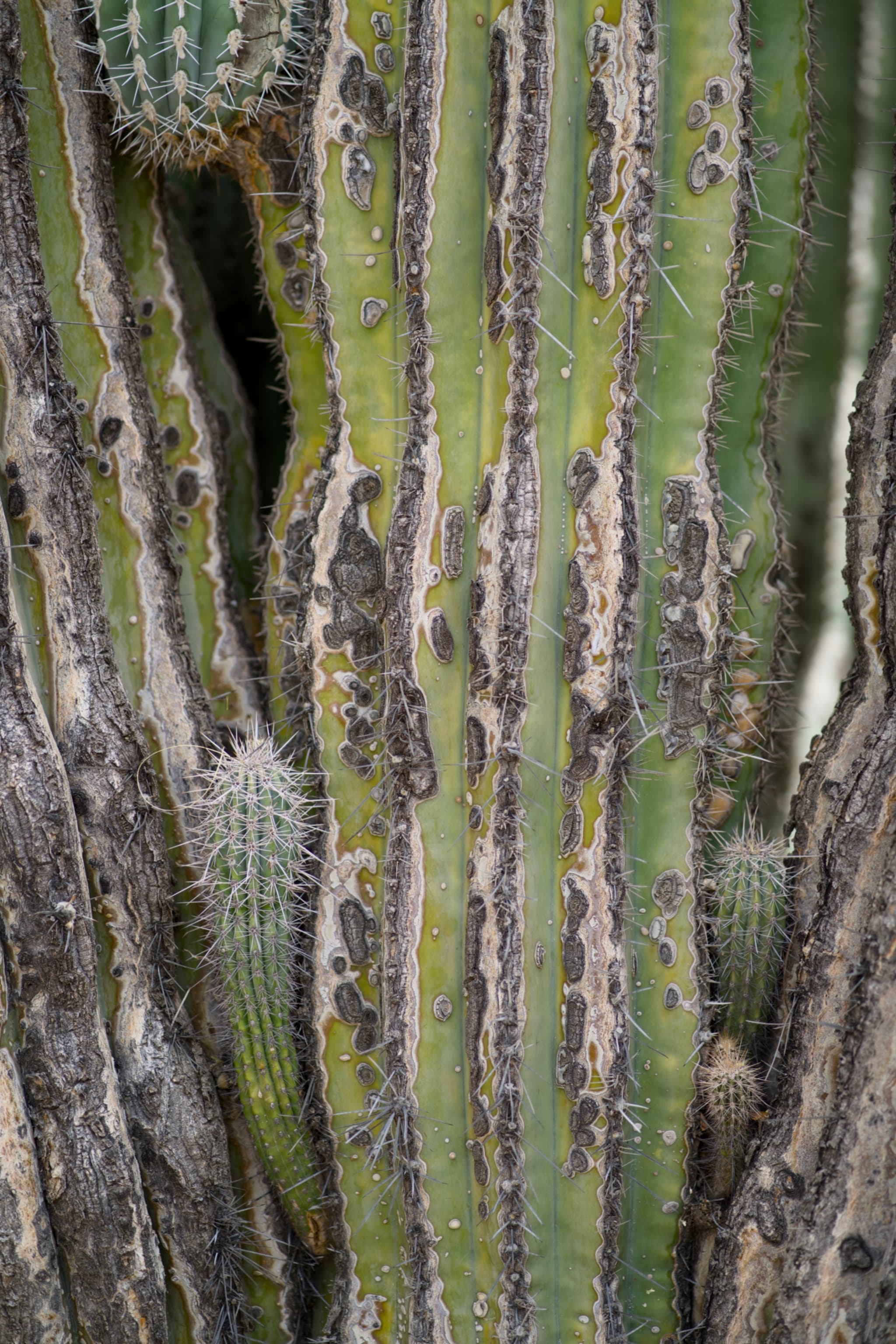 Desert Botanical Garden