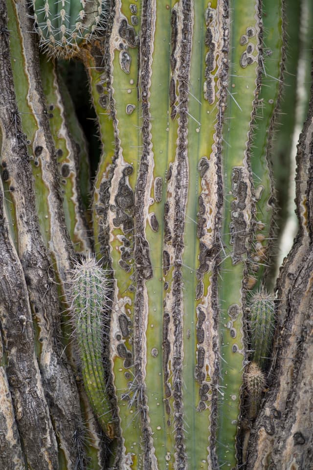 Desert Botanical Garden