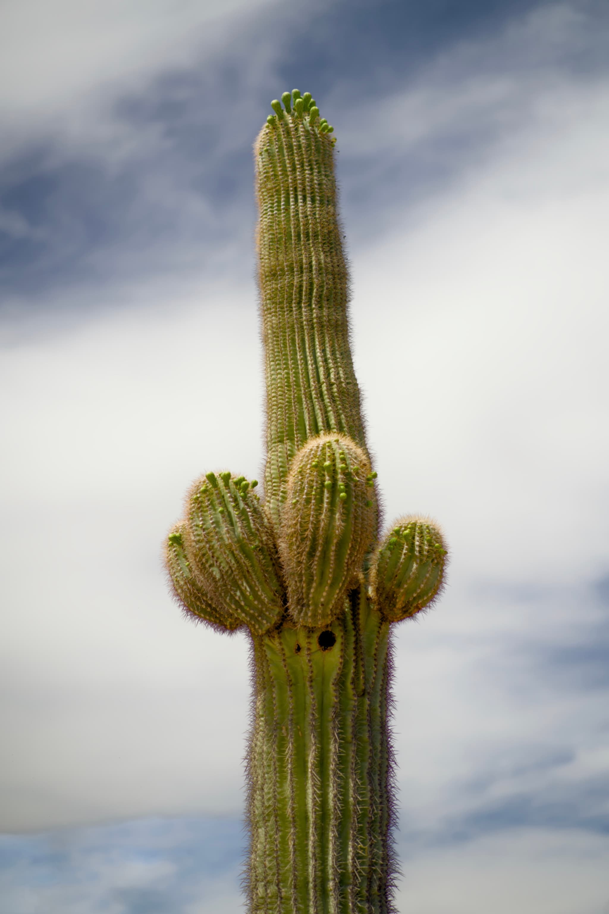 Desert Botanical Garden
