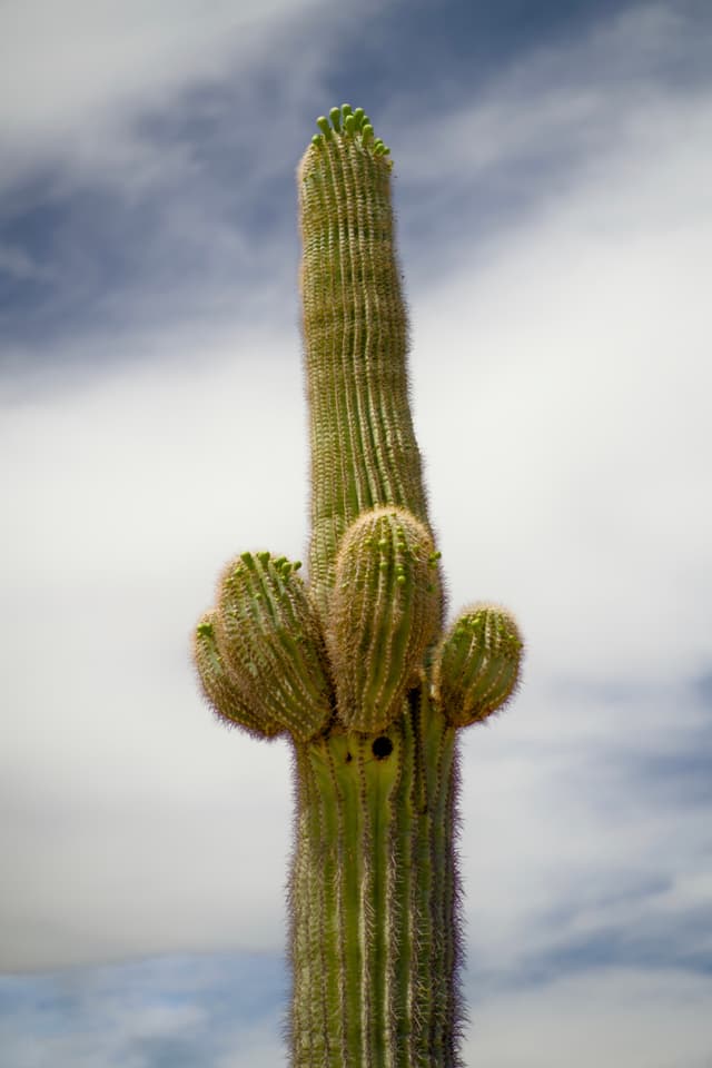 Desert Botanical Garden