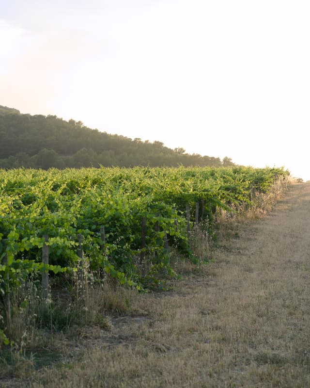 Château La Coste