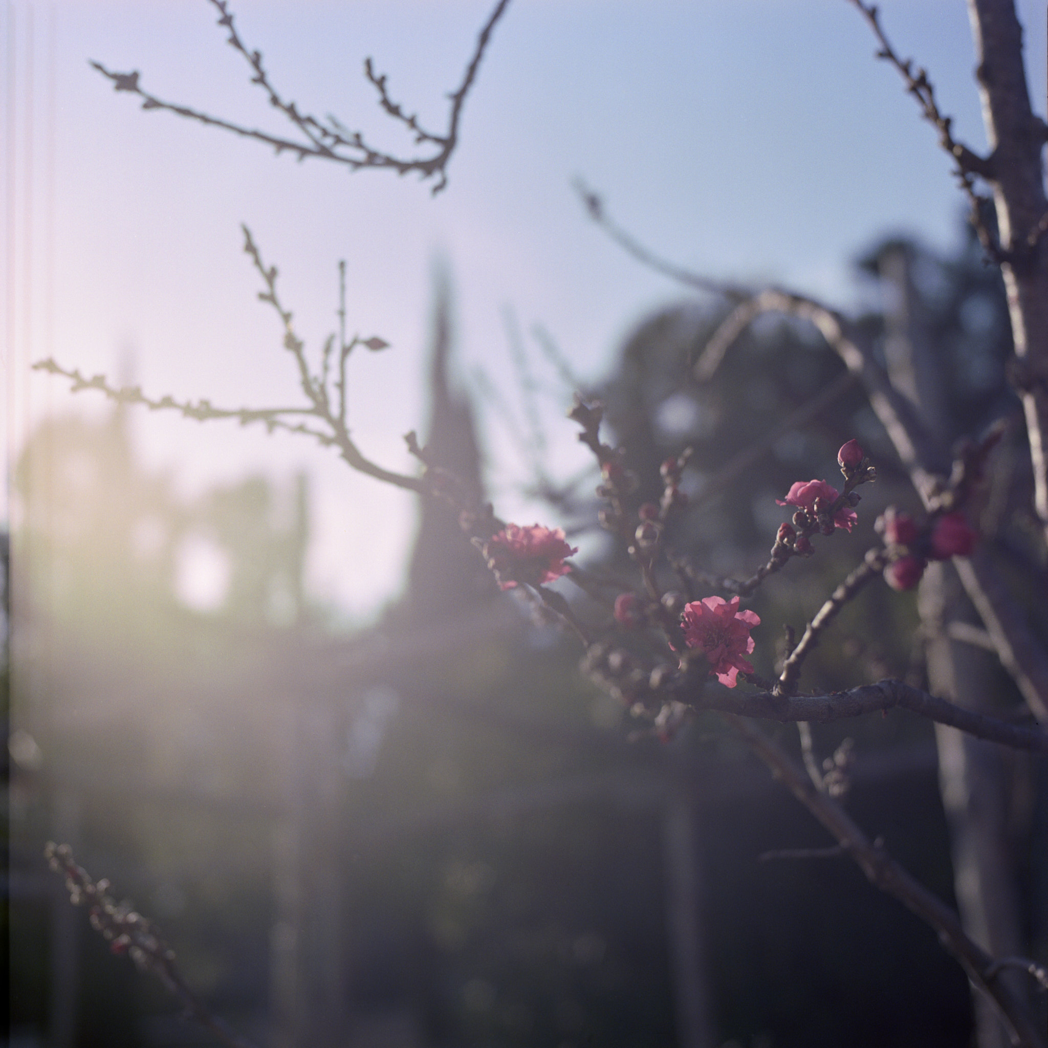 The Getty Villa - Hasselblad - Hasselblad 500 C/M - 80mm f2.8 CF