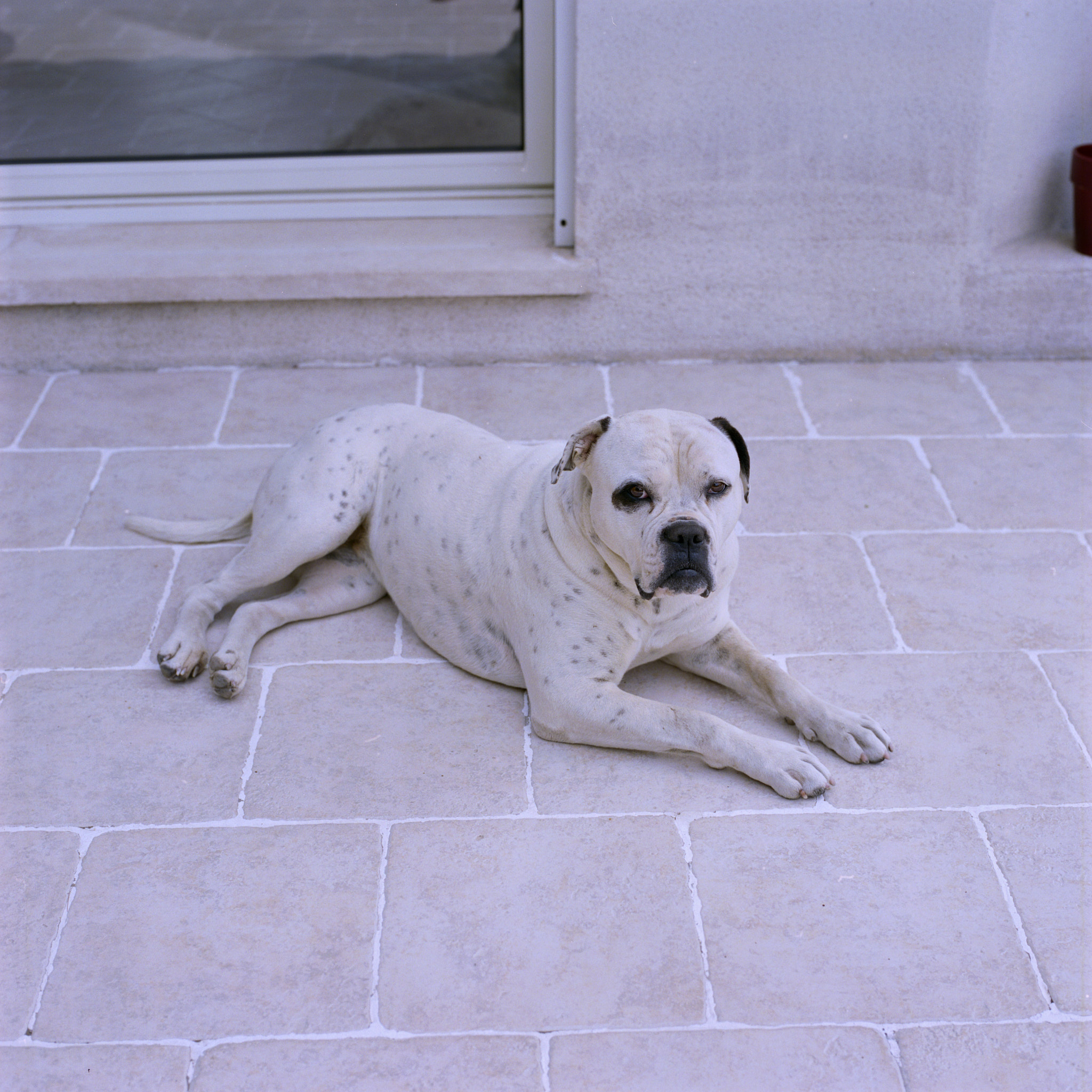 Tequila - Hasselblad - Hasselblad 500 C/M - 80mm f2.8 CF