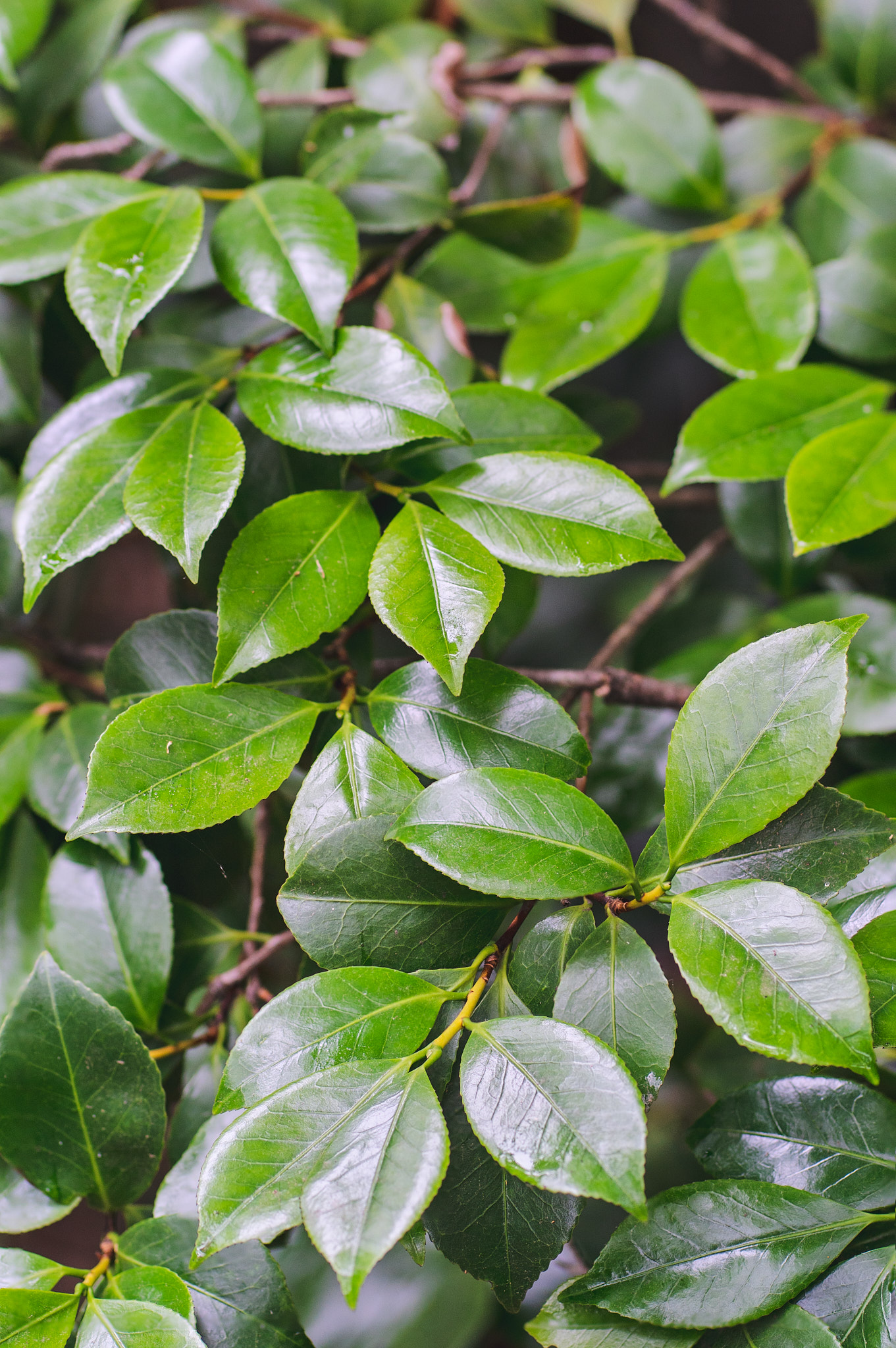 Descanso Gardens - SONY - SONY ILCE-7RM3