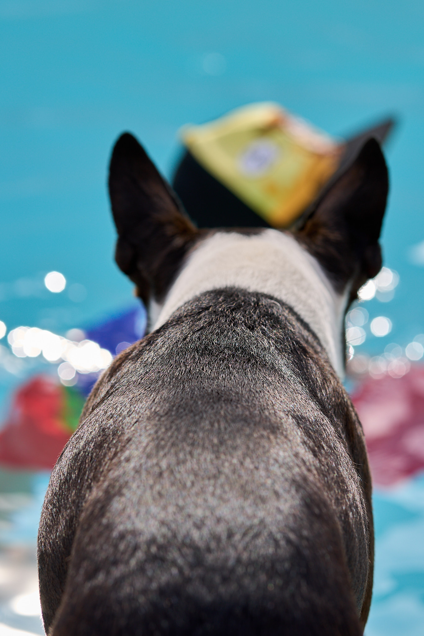 Bulli - SONY - SONY ILCE-7RM3