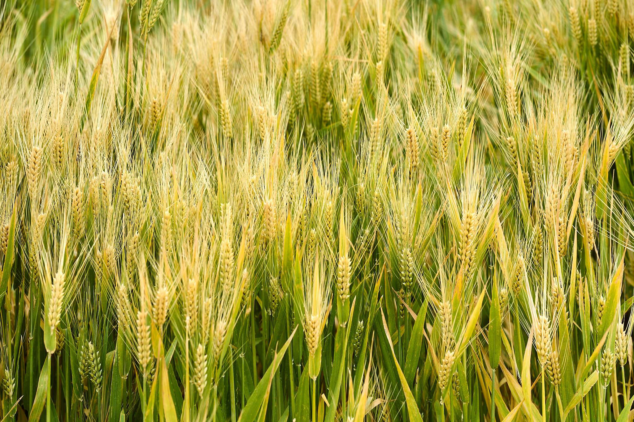 Underwood Family Farms - SONY - SONY ILCE-7RM3