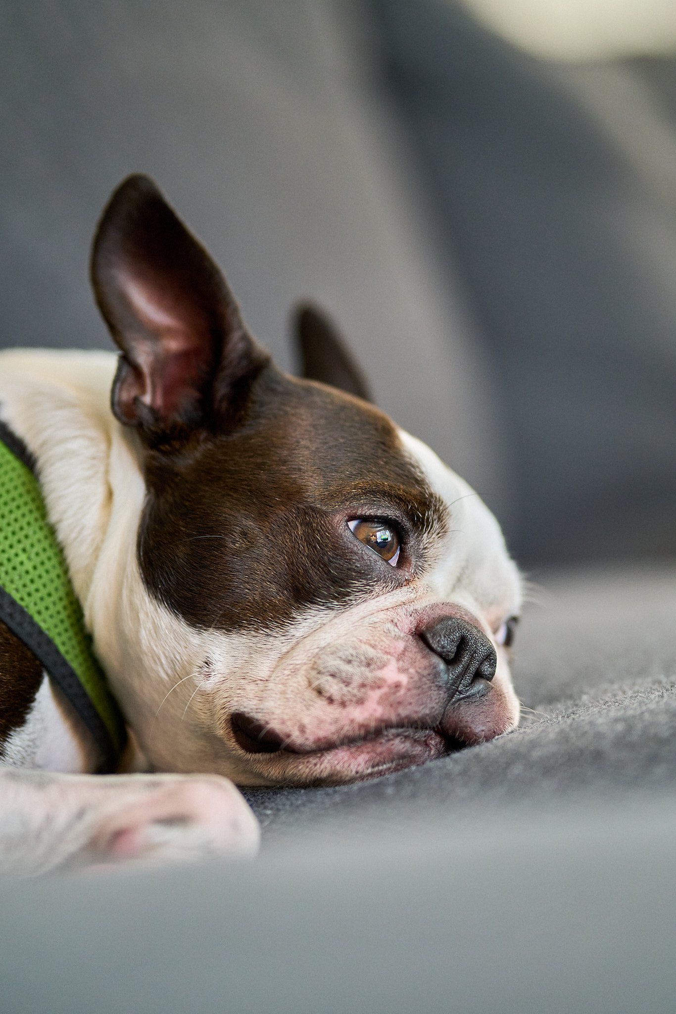 Bulli - SONY - SONY ILCE-7RM3