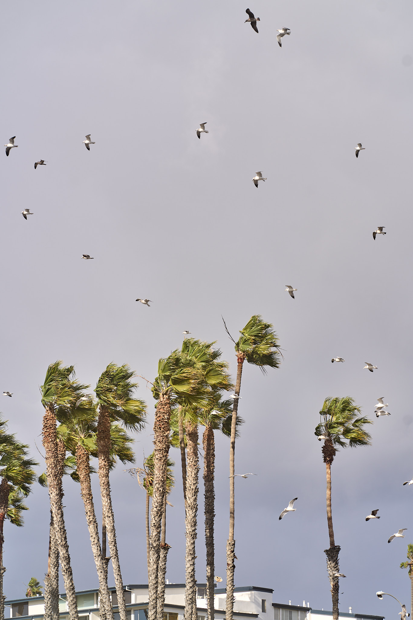 SONY - SONY ILCE-7RM3