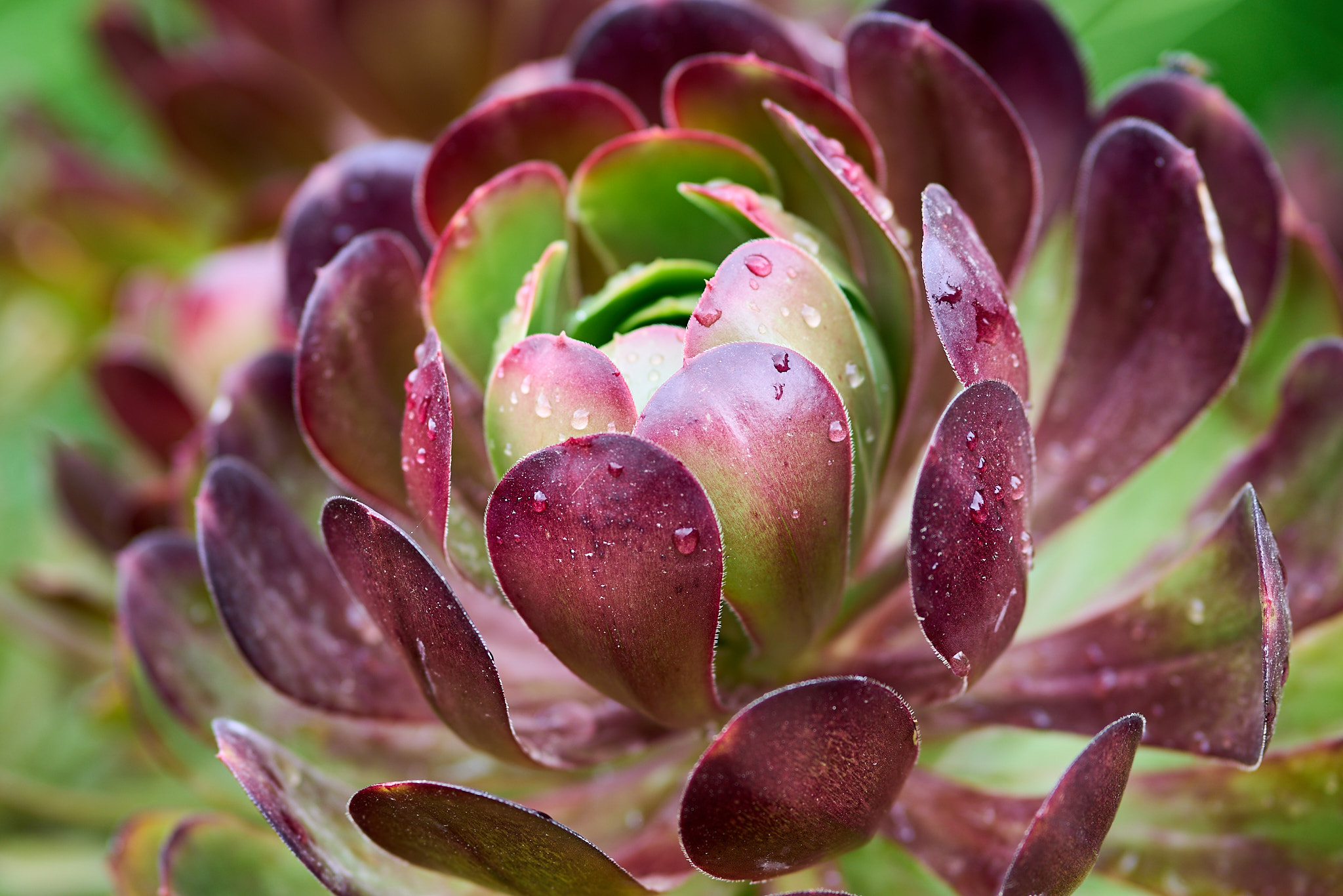 Descanso Gardens - SONY - SONY ILCE-7RM3