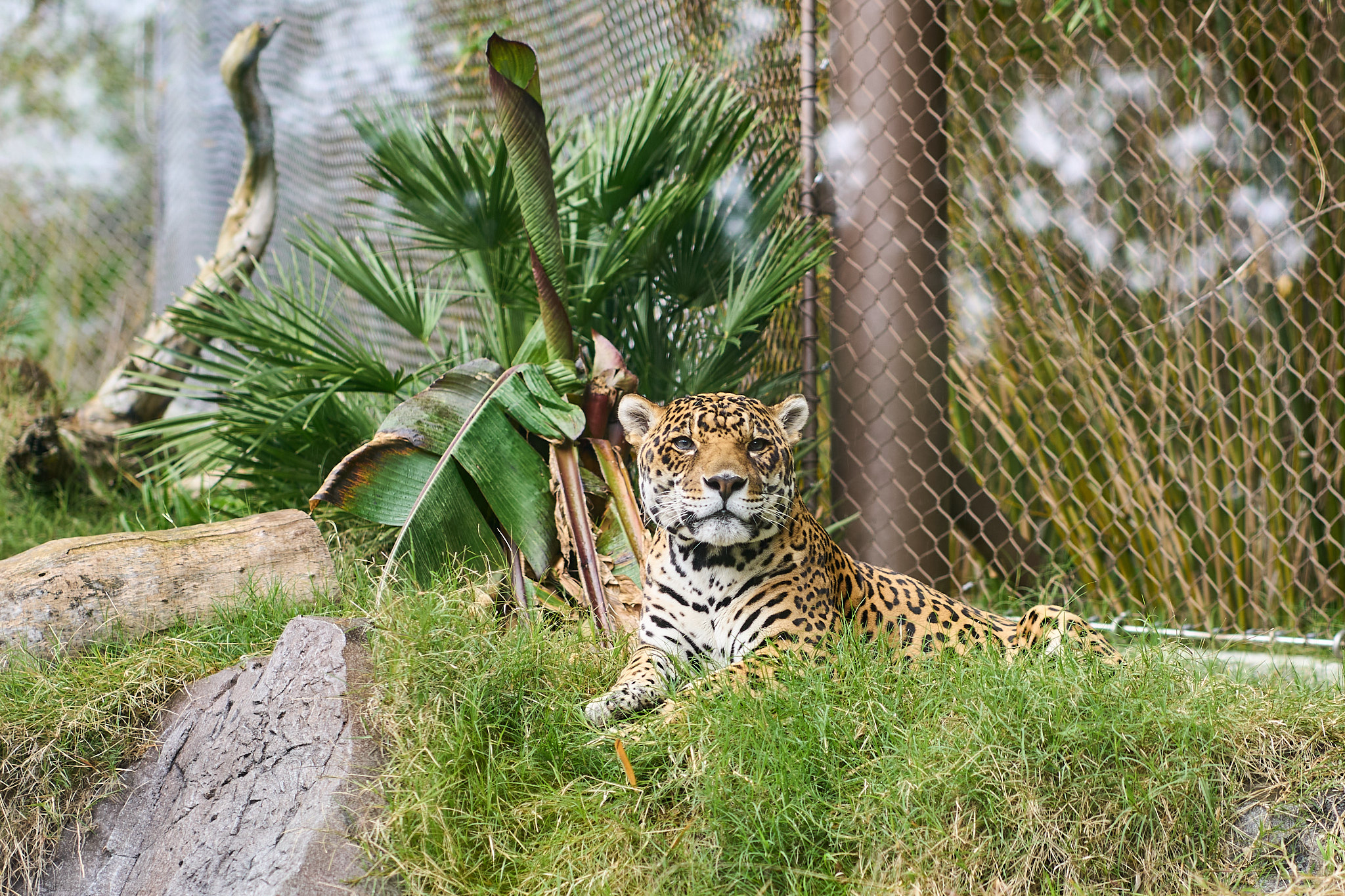 LA Zoo - SONY - SONY ILCE-7RM3