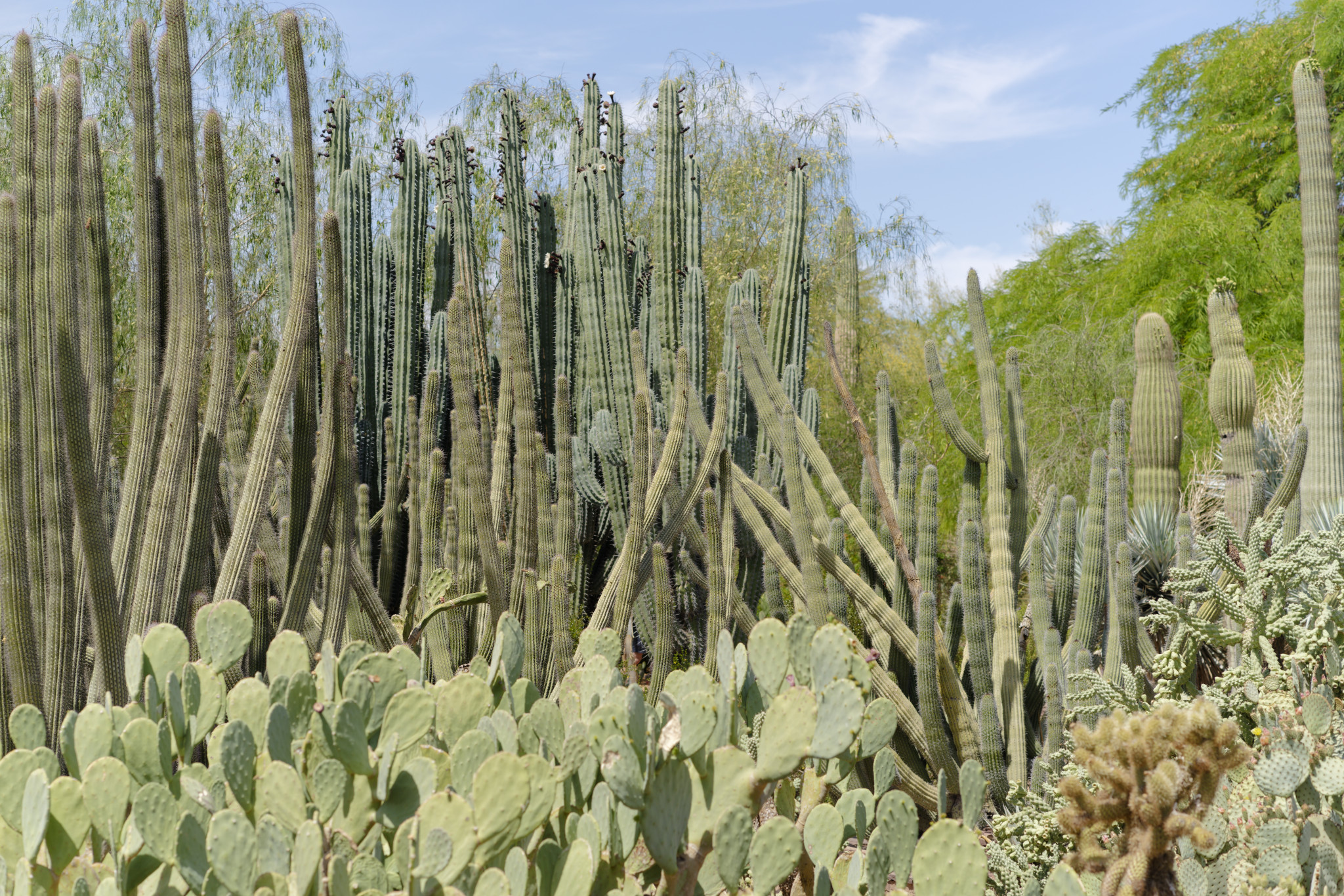 Desert Botanical Garden - SONY - SONY ILCE-7RM3