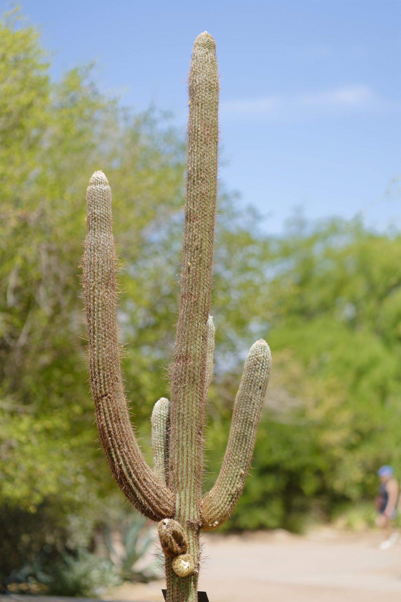 Desert Botanical Garden - SONY - SONY ILCE-7RM3