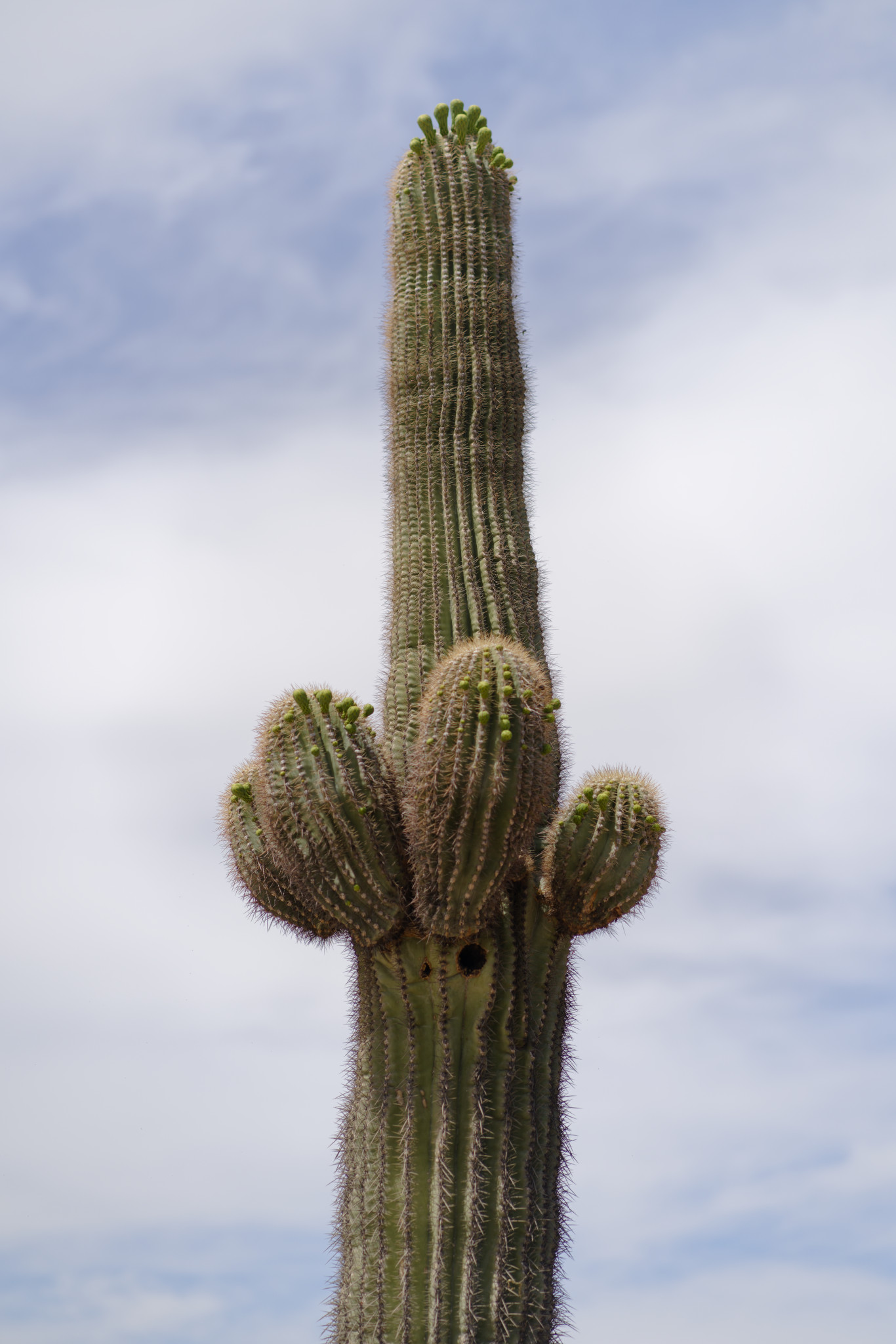 Desert Botanical Garden - SONY - SONY ILCE-7RM3