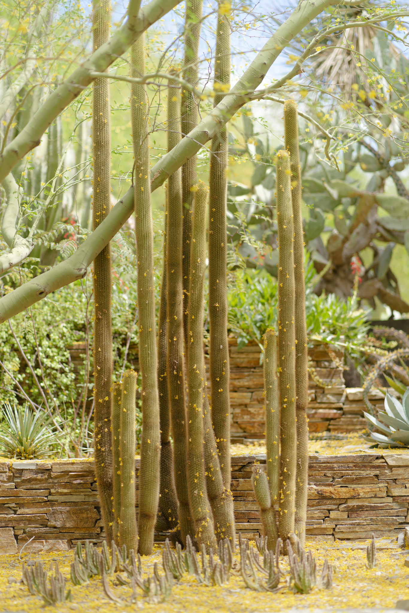 Desert Botanical Garden - SONY - SONY ILCE-7RM3