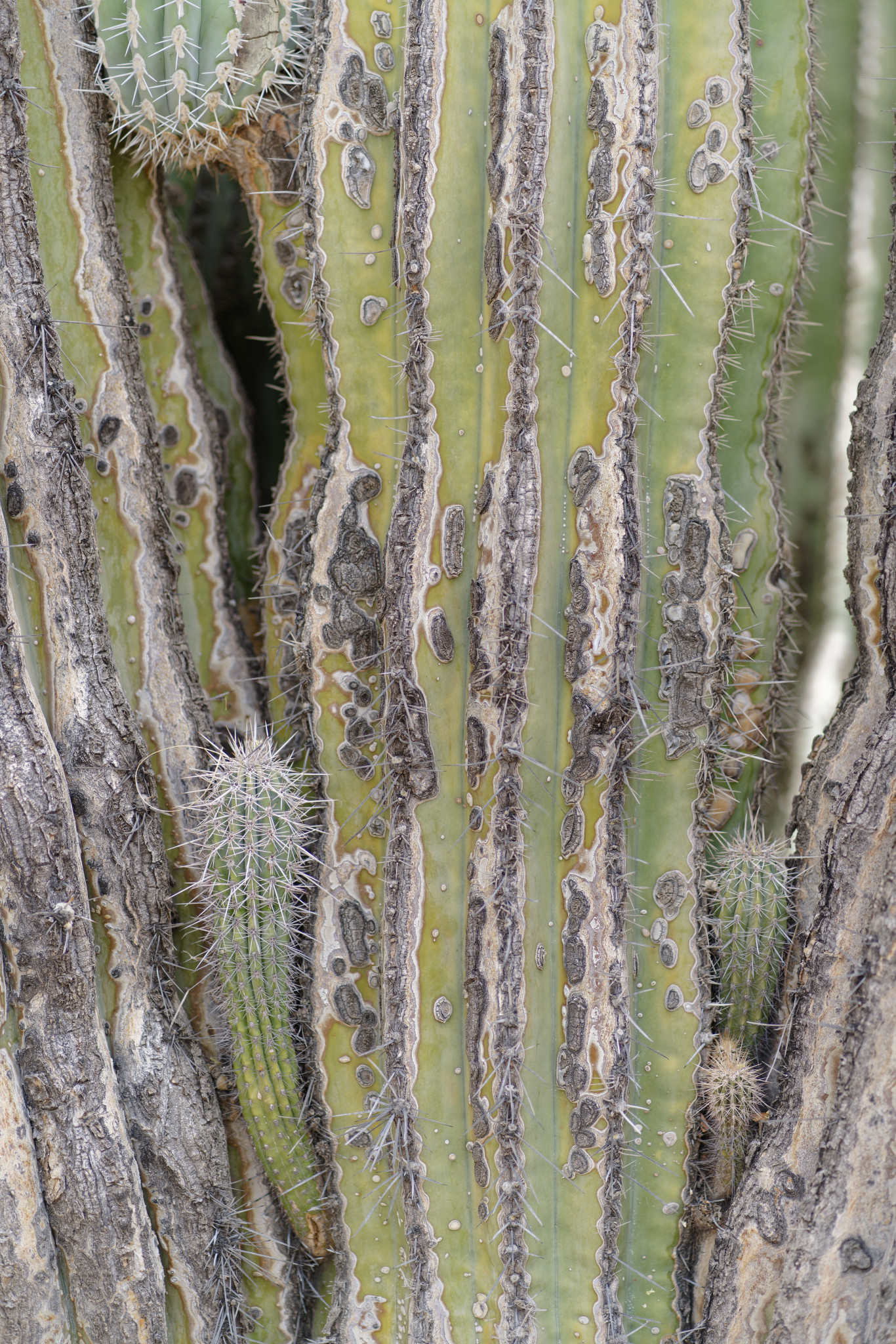 Desert Botanical Garden - SONY - SONY ILCE-7RM3