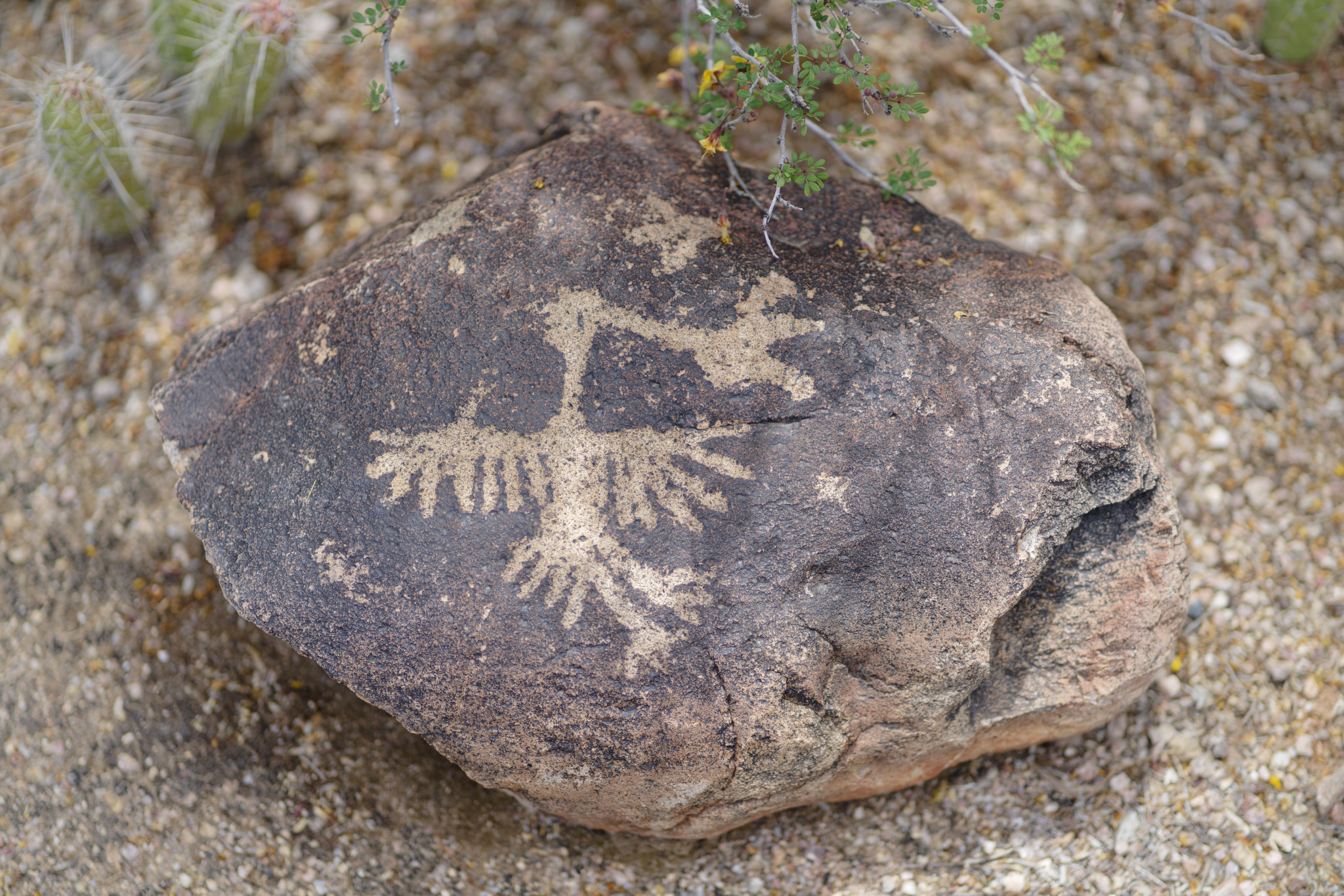 Desert Botanical Garden - SONY - SONY ILCE-7RM3