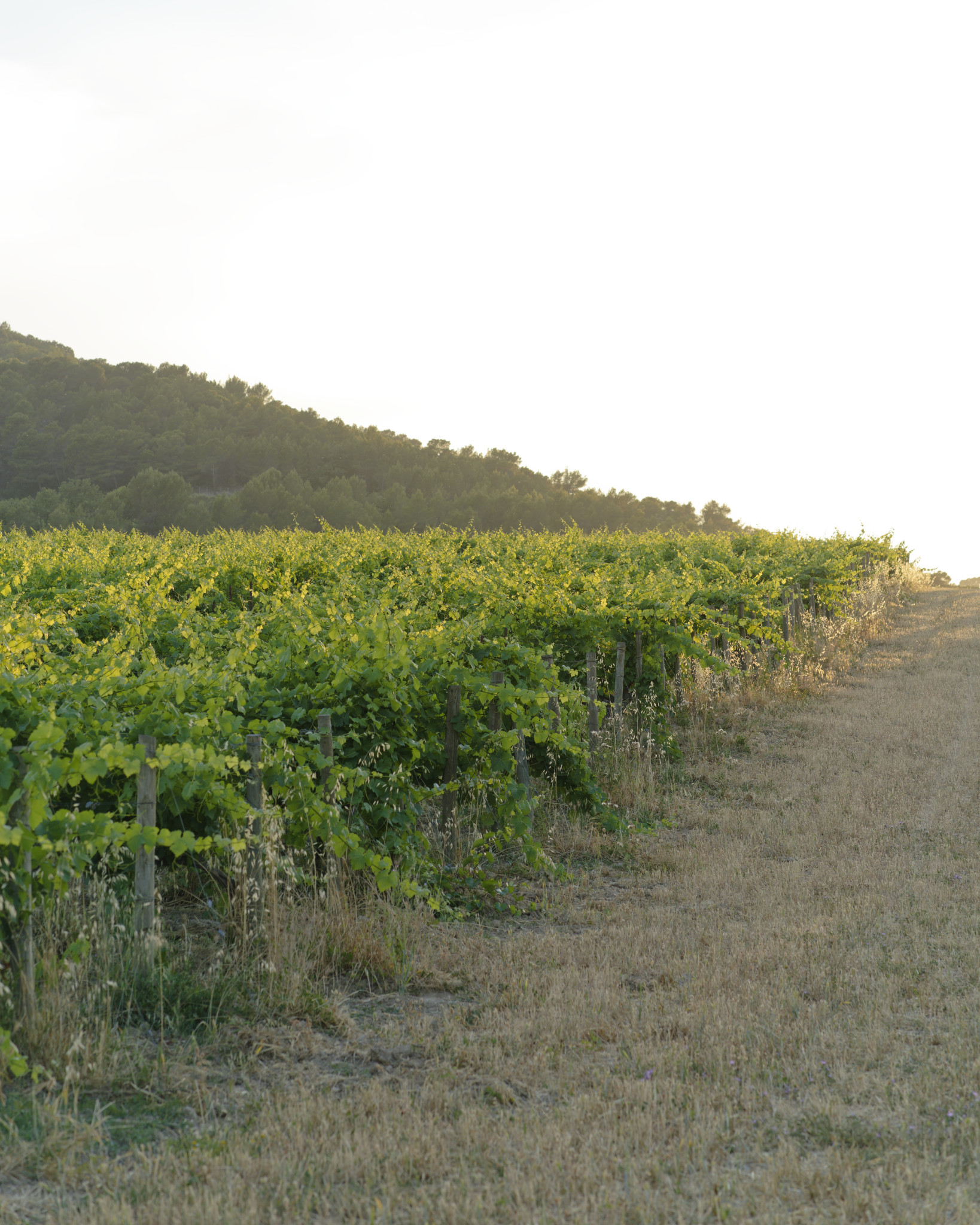 Château La Coste - SONY - SONY ILCE-7RM3