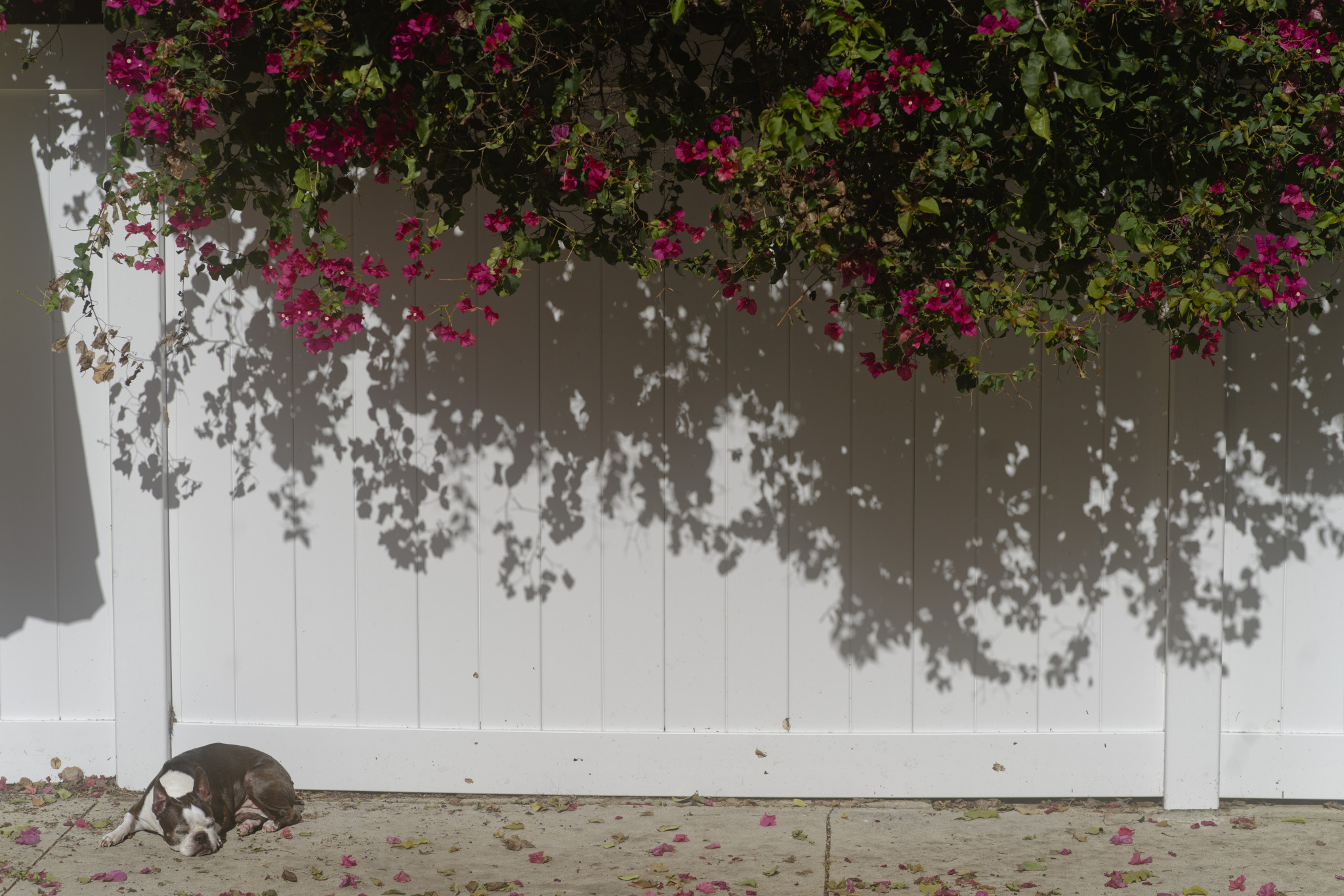 SONY - ILCE-7RM3 - FE 85mm F1.8