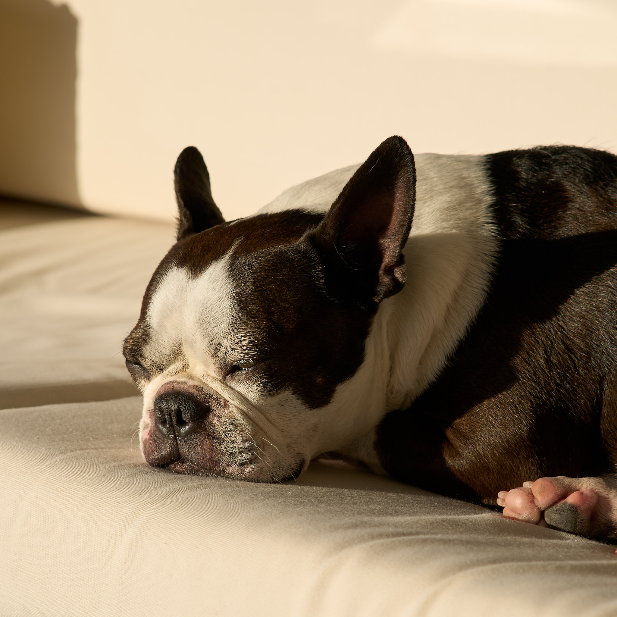 Bulli - SONY - SONY ILCE-7RM3